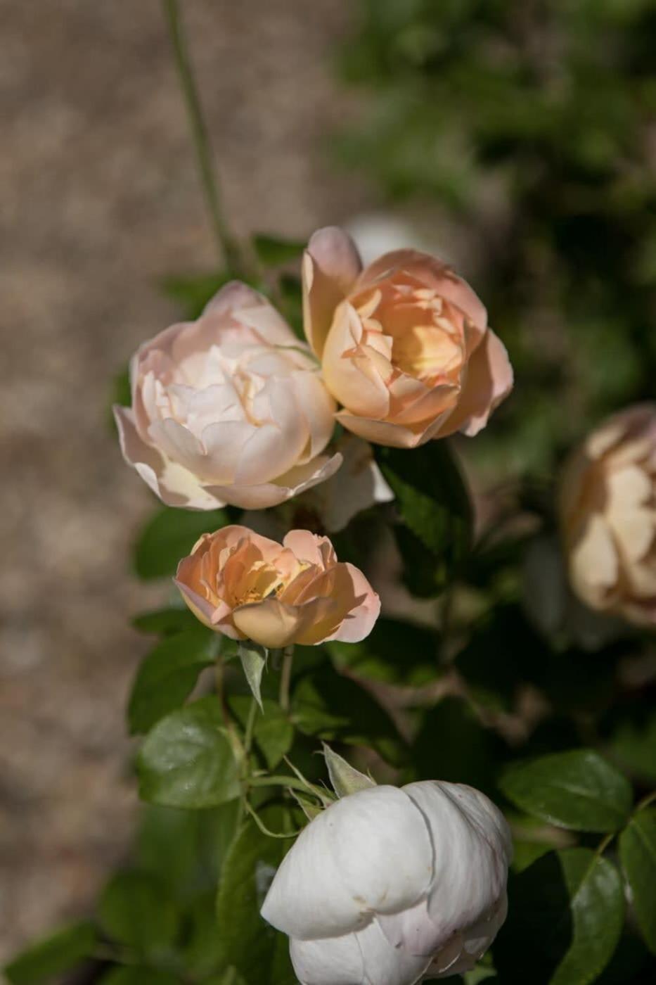 Two Rose Walk Cottage Cotswolds Moreton-in-Marsh Εξωτερικό φωτογραφία
